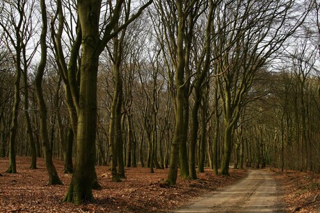 Leuvenumsebos