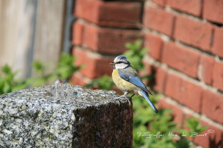 dorst