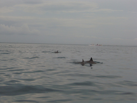 dolfijnen bij Bali