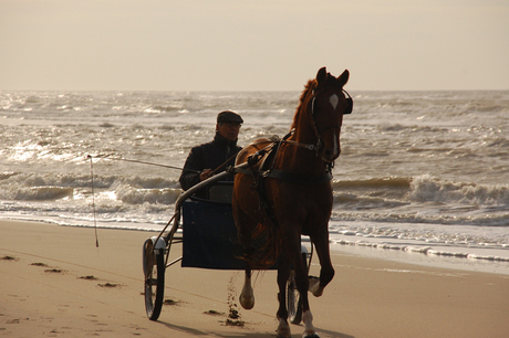 Paard op strand