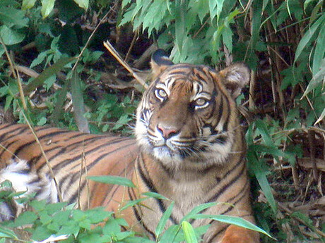 tijger in de dierentuin