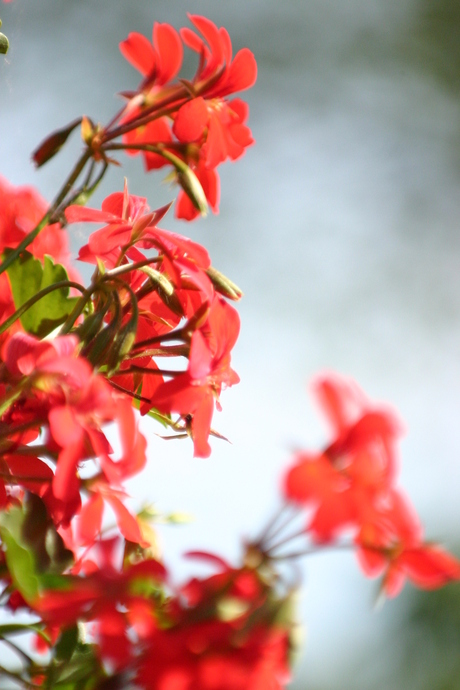 geraniums