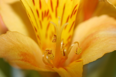 Oranje bloem