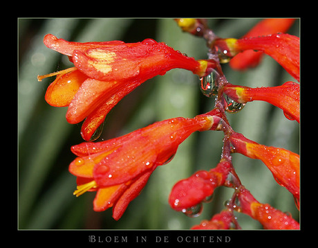 Bloem in de ochtend