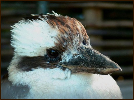 Kookaburra