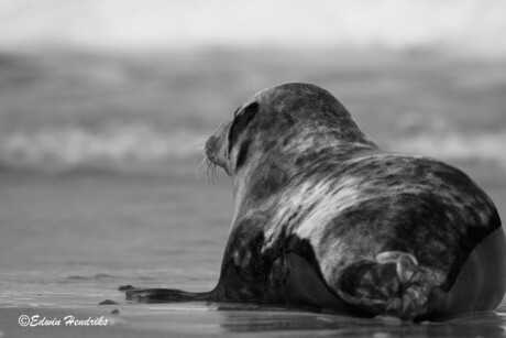 Zeehond