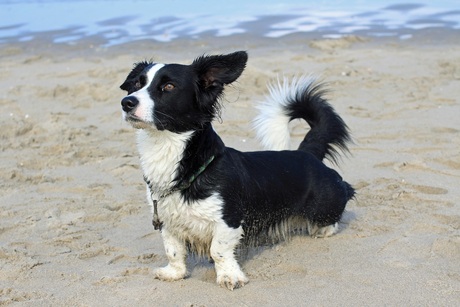 Hondje op strand