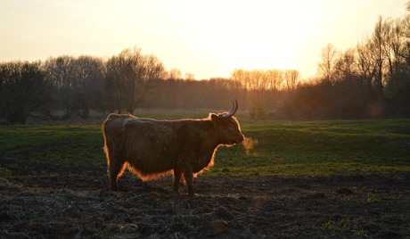 Schotse hooglander