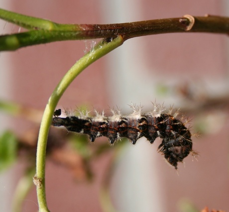 Rups wordt pop