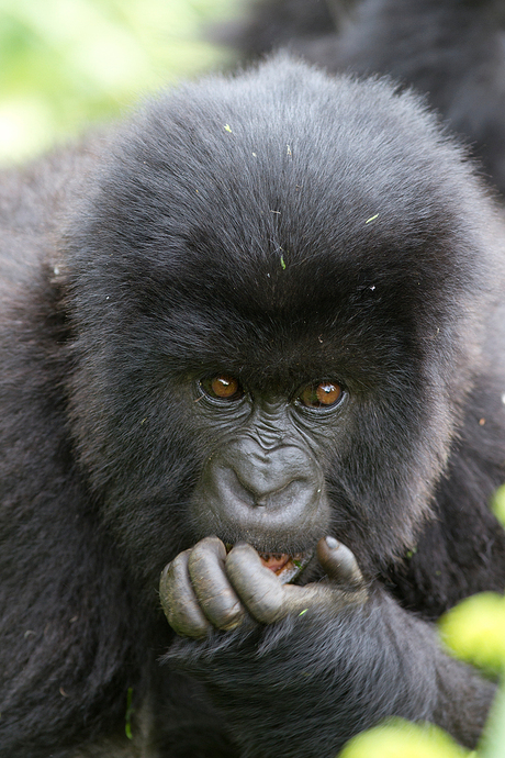 Berggorilla - Gorilla beringei beringei