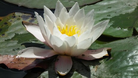 scheepvaart maas 020