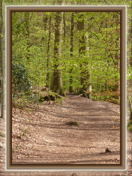 Paasbergse bossen