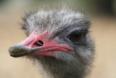 Struisvogel close up