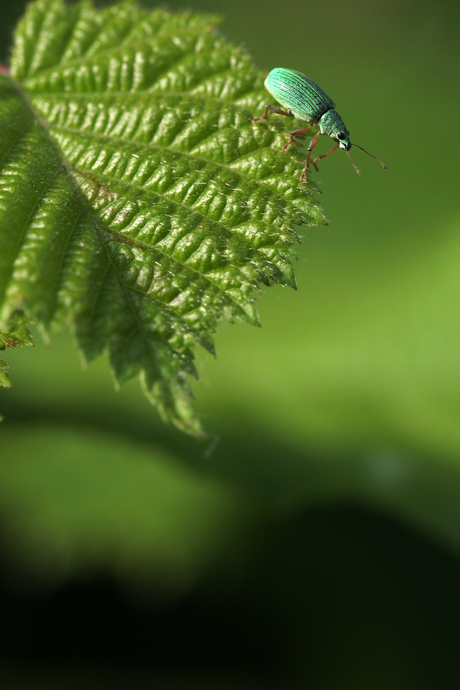 Groene Snuitkever