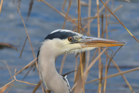 Blauwe reiger