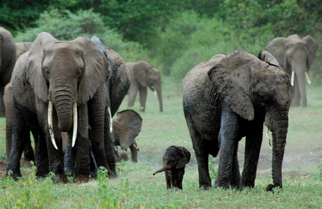 Badtijd voor de kudde olifanten