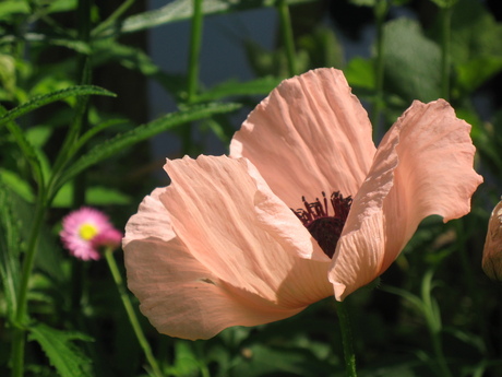 Papaver