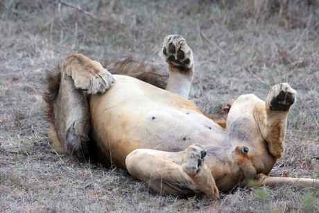 Leeuw in Krugerpark