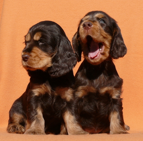 2 Engelse Cocker Spaniels