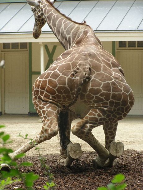 Onelegante Giraffe