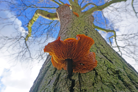 kastanjeboom met zwammen