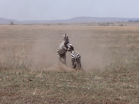 Zebra's Serengeti
