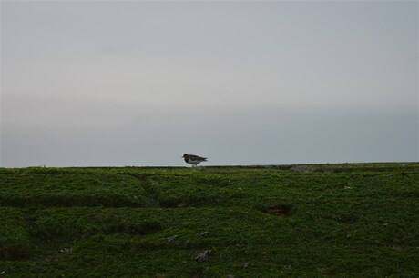 Vogel op pier