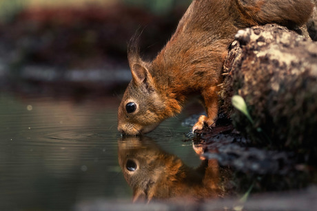 Dorst