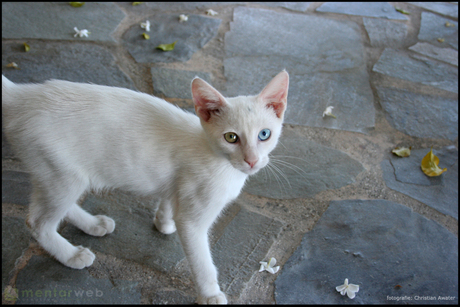 Soort van Albino-poes?