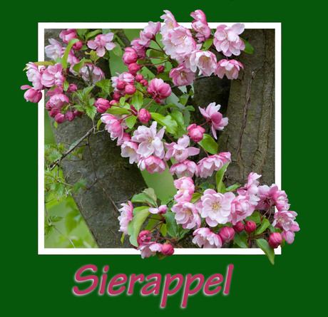 Sierappel