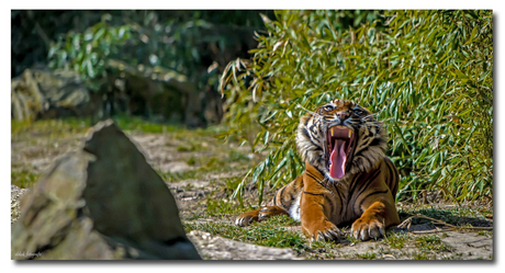 A small sweet pussy ...