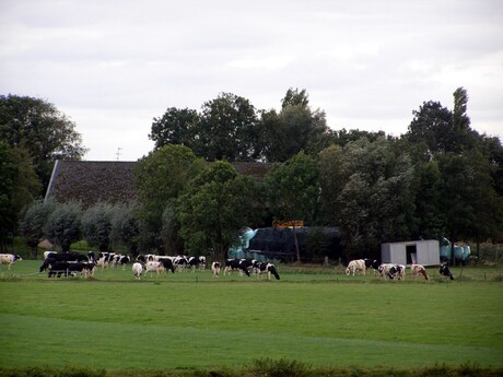 Natuur in de Biescbosch ( NBr )