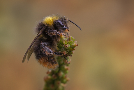 Bumblebee Brown..