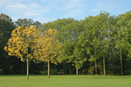 Herfst in Haarlem