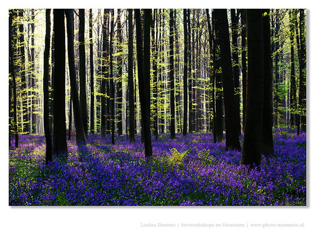 Hallerbos