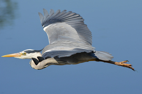 Blauwe Reiger