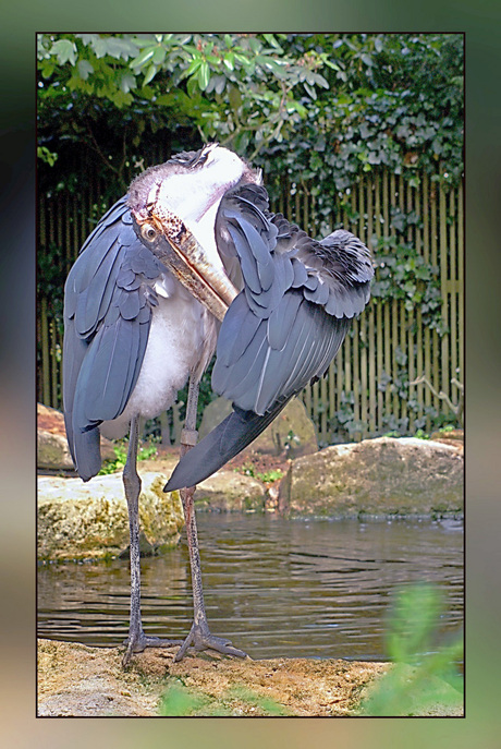 emmen dierenpark 9