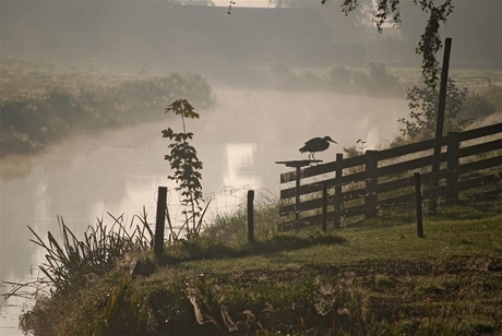 Mist in de ochtend