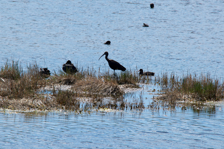 zwarte ibis 1