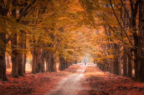 Herfstlaantje