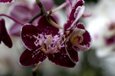 orchidee