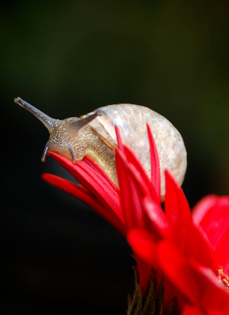 Slak op bloem