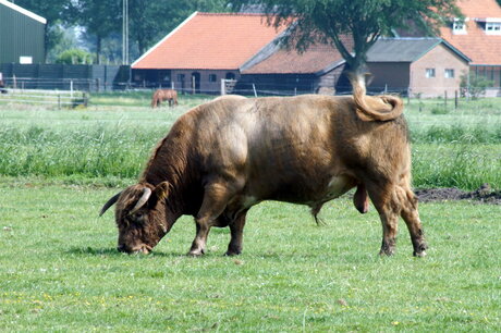 Karbonaatje