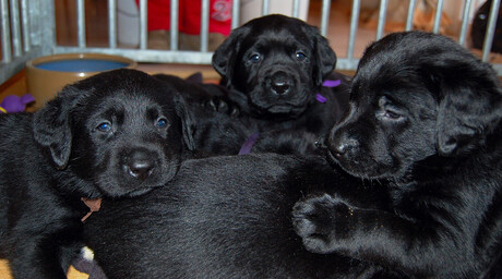 Labrador pups