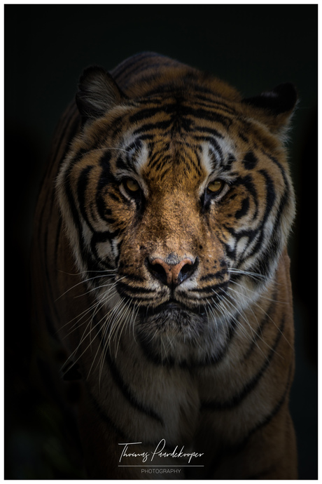 tijger in stichting leeuw