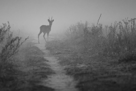 Misty Morning