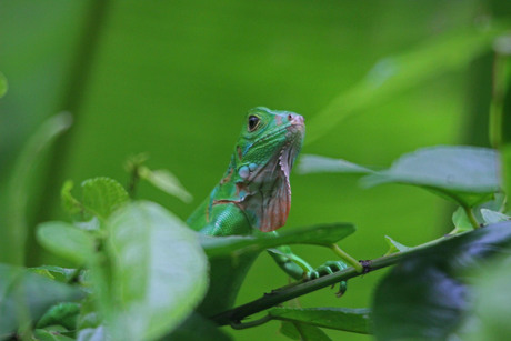 Basiliscus