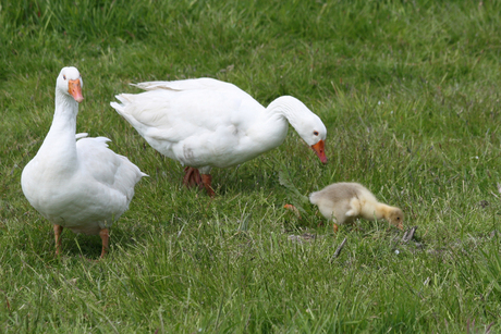 Moeder de Gans