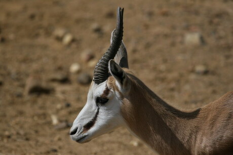 Springbok