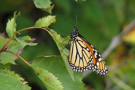 Monarch Butterfly